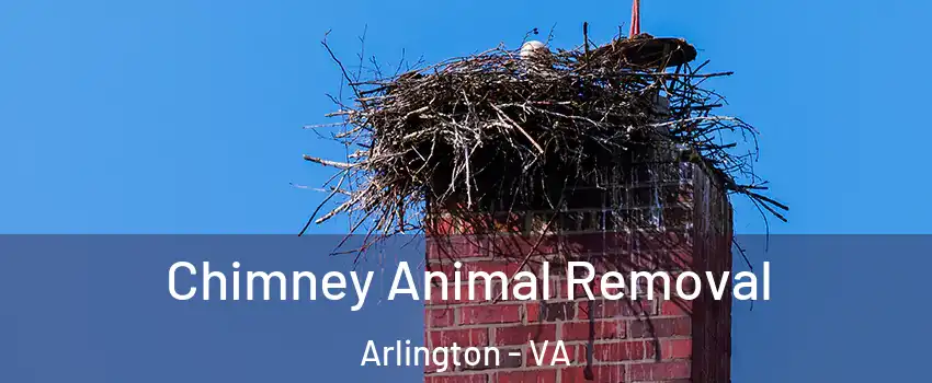 Chimney Animal Removal Arlington - VA