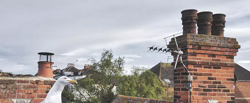Chimney Cleaning And Restoration in Arlington, Virginia